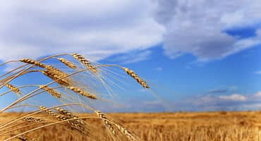 K-State Releases Two New Wheat Varieties for Farmers